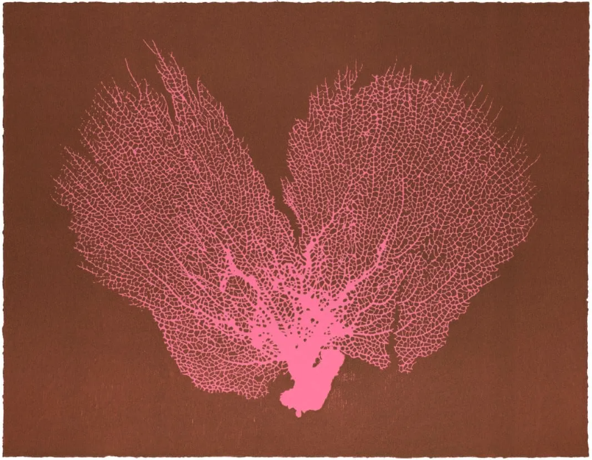 A woodcut print of a sea fan. The background is brown, with a pink design. 