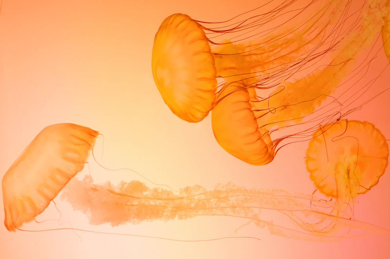 Four orange jelly fish swim leftwards against an oceanic background edited to look peachy in colour. 