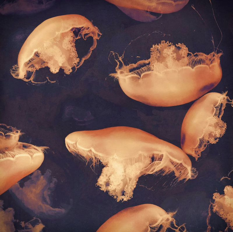 'Monterey Seas' by Nadia Attura, an edited photograph where six jellyfish with short tentacles are swimming in various directions against a dark grey background. 