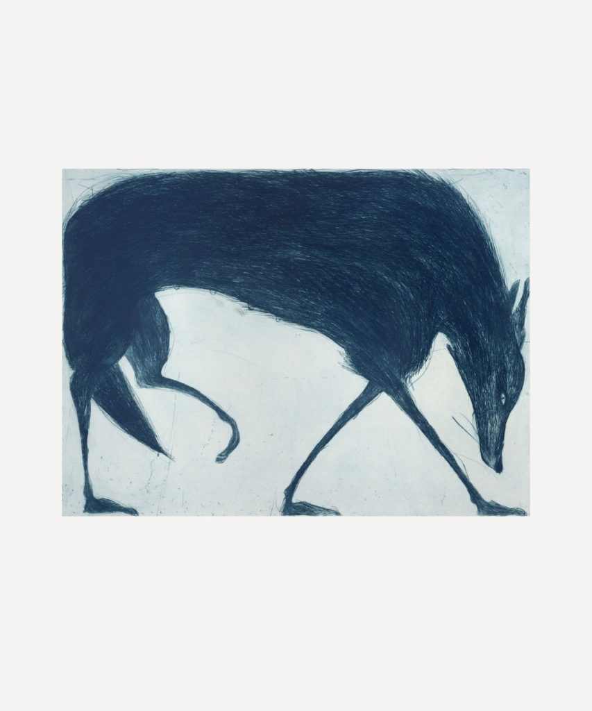 A drypoint print of a dark blue wolf contained within a rectangle. It looks down at the floor in a stalking stance. 