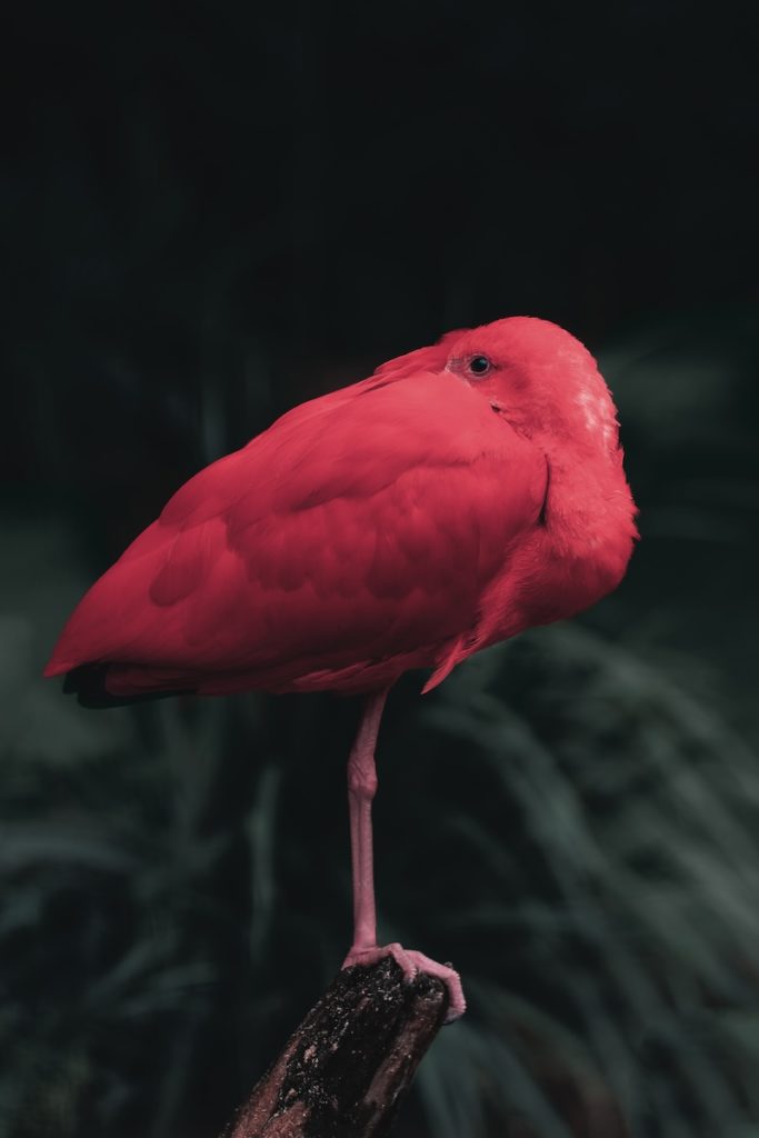 A photograph of a bright pink Guará stood on one leg atop a branch. Its head is tucked into its body, with one eye observing the camera. 